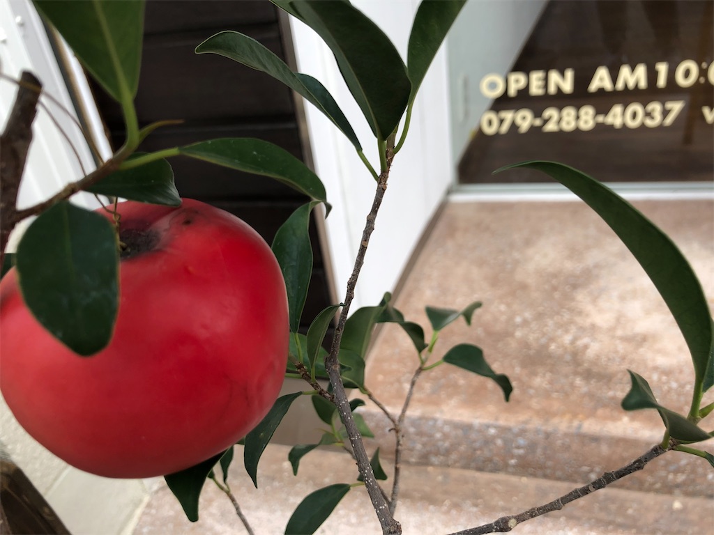 f:id:himejinousagi:20211112124300j:plain