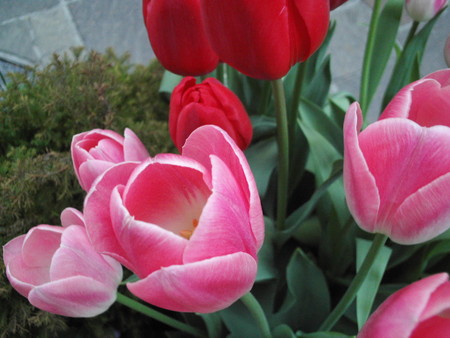 f:id:himekagura:20060325155709j:image
