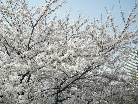 f:id:himekagura:20060401151937j:image