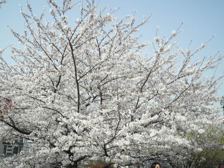 f:id:himekagura:20060401152026j:image