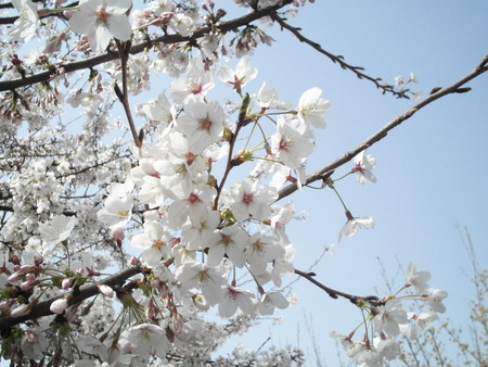 f:id:himekagura:20060401152120j:image