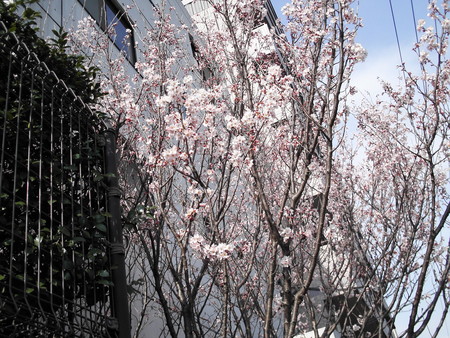 f:id:himekagura:20070310143916j:image f:id:himekagura:20070310143916j:image