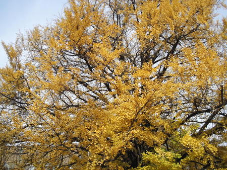f:id:himekagura:20071211110342j:image