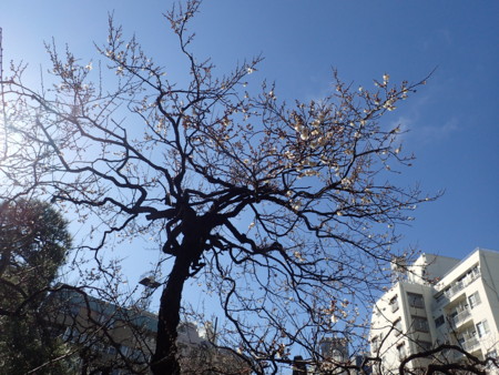 f:id:himekagura:20170112121635j:image