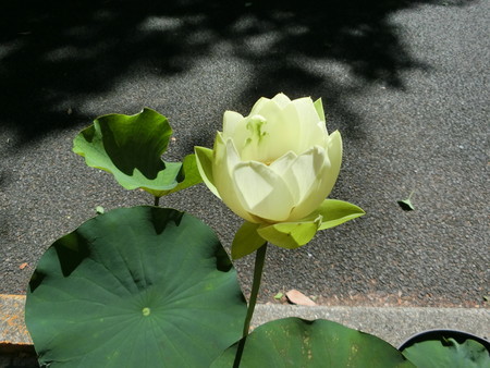 f:id:himekagura:20190617091241j:plain f:id:himekagura:20190617091241j:plain