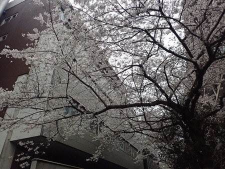 f:id:himekagura:20200323092037j:plain f:id:himekagura:20200323092037j:plain
