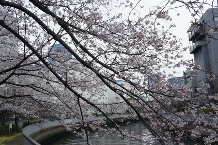 f:id:himekagura:20200323113125j:plain f:id:himekagura:20200323113125j:plain