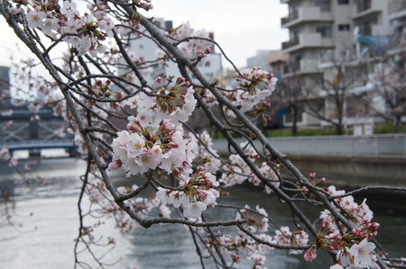 f:id:himekagura:20200323113503j:plain f:id:himekagura:20200323113503j:plain