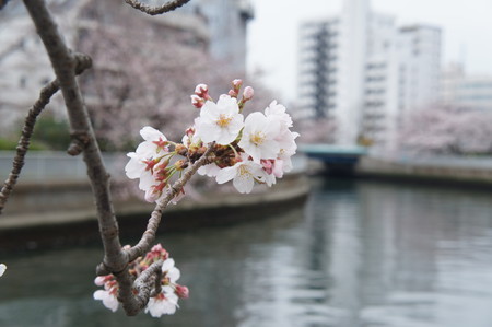 f:id:himekagura:20200323113514j:plain f:id:himekagura:20200323113514j:plain