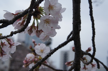 f:id:himekagura:20200323113523j:plain f:id:himekagura:20200323113523j:plain