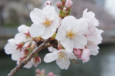 f:id:himekagura:20200323113533j:plain f:id:himekagura:20200323113533j:plain
