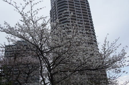 f:id:himekagura:20200323120035j:plain f:id:himekagura:20200323120035j:plain