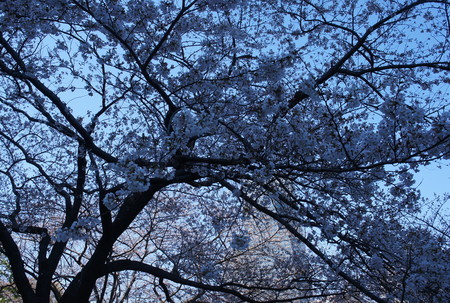 f:id:himekagura:20200324100119j:plain f:id:himekagura:20200324100119j:plain