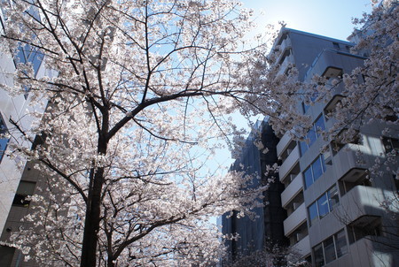 f:id:himekagura:20200324102127j:plain f:id:himekagura:20200324102127j:plain