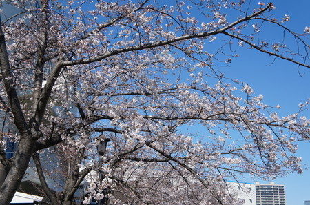 f:id:himekagura:20200325095408j:plain f:id:himekagura:20200325095408j:plain