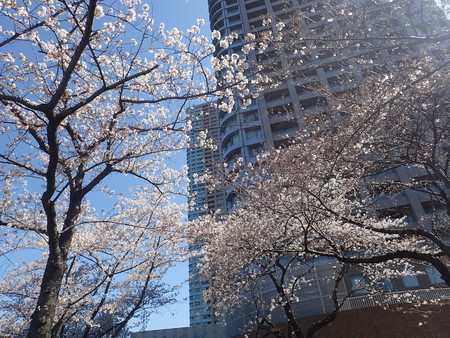 f:id:himekagura:20200325103647j:plain f:id:himekagura:20200325103647j:plain