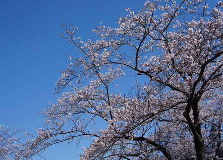 f:id:himekagura:20200325103713j:plain f:id:himekagura:20200325103713j:plain