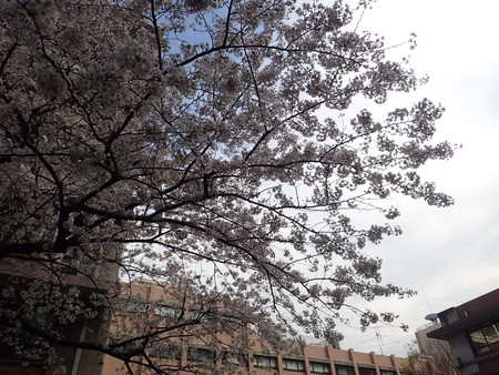 f:id:himekagura:20200327091517j:plain