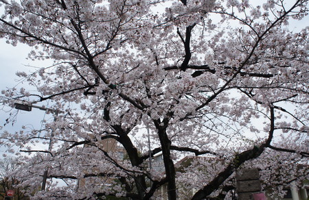 f:id:himekagura:20200327102354j:plain