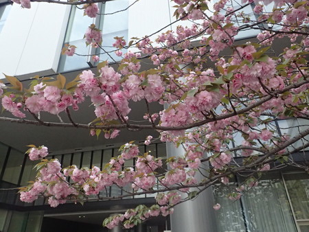 f:id:himekagura:20200417124808j:plain