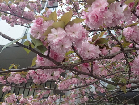 f:id:himekagura:20200417124814j:plain