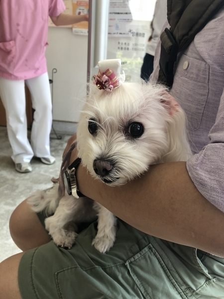 f:id:himemama1126:20190909153229j:plain