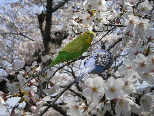 イメージ 4
