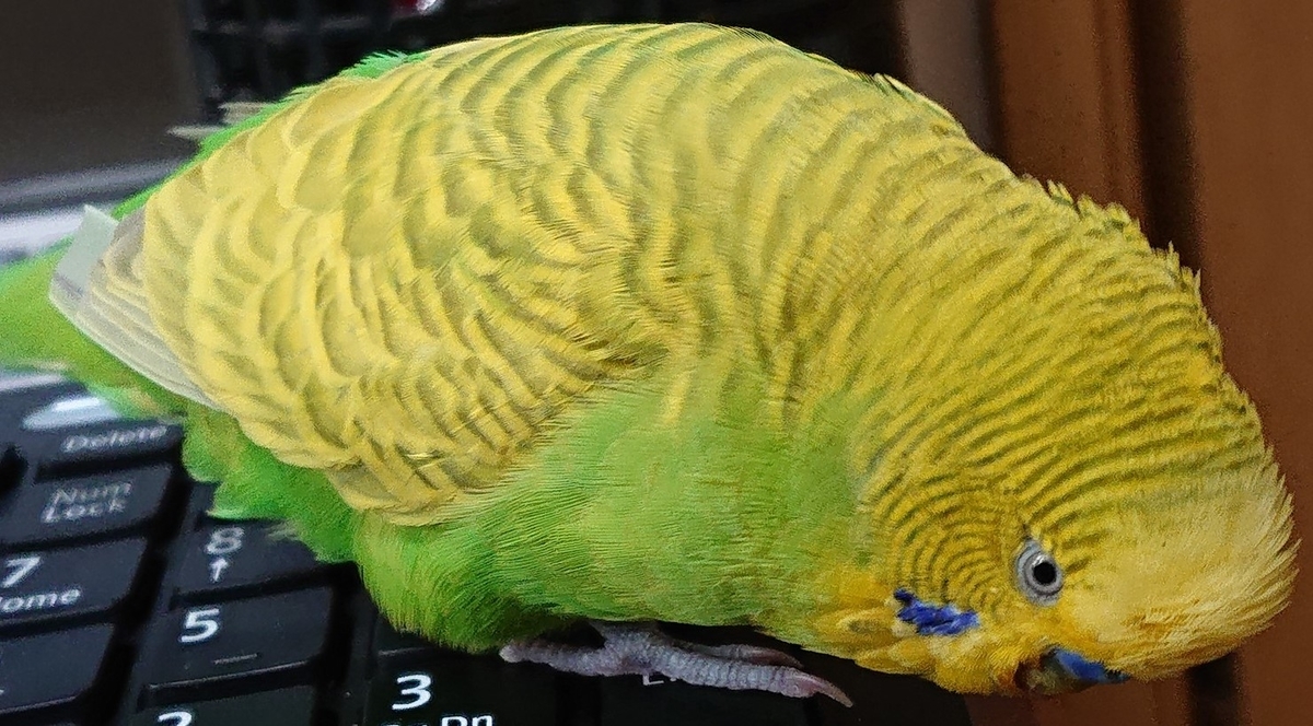 f:id:himenokuni77:20200514162231j:plain