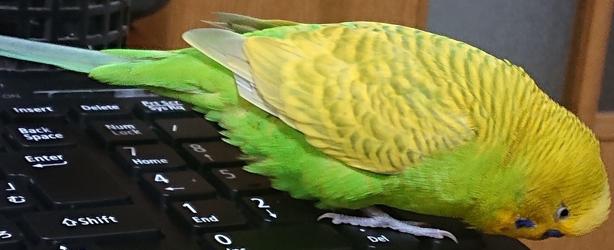 f:id:himenokuni77:20200629152028j:plain f:id:himenokuni77:20200629152028j:plain