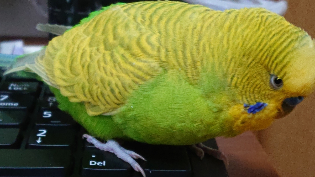 f:id:himenokuni77:20200820151516j:plain f:id:himenokuni77:20200820151516j:plain