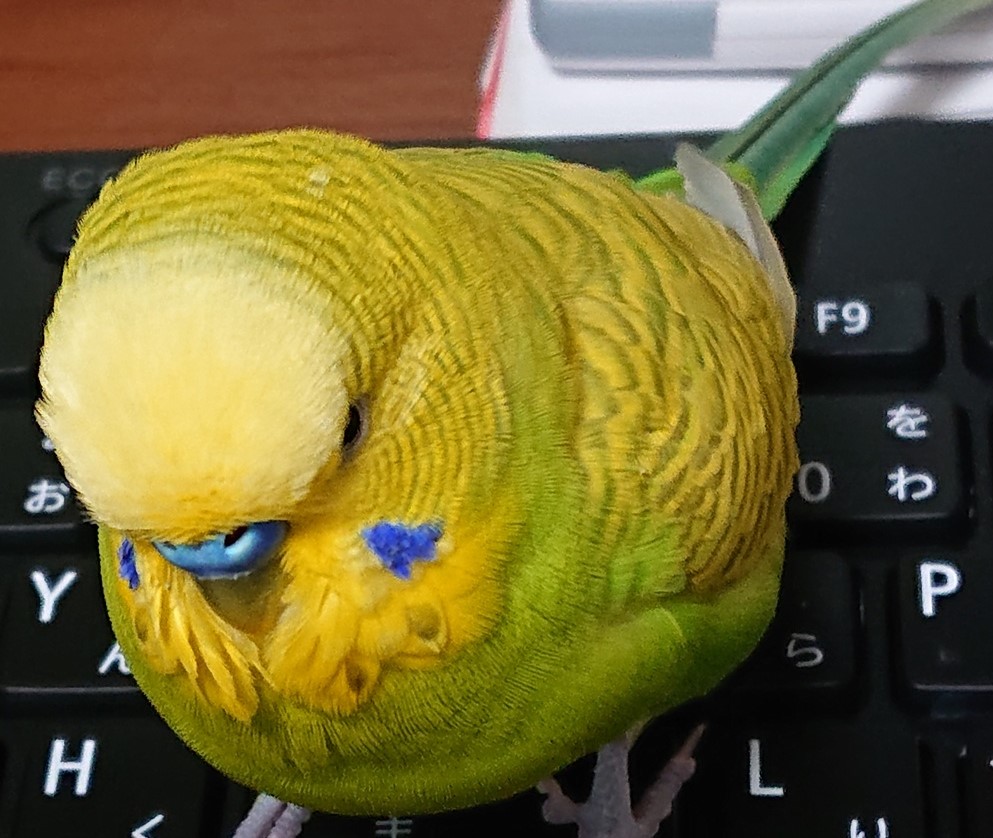 f:id:himenokuni77:20200901164527j:plain