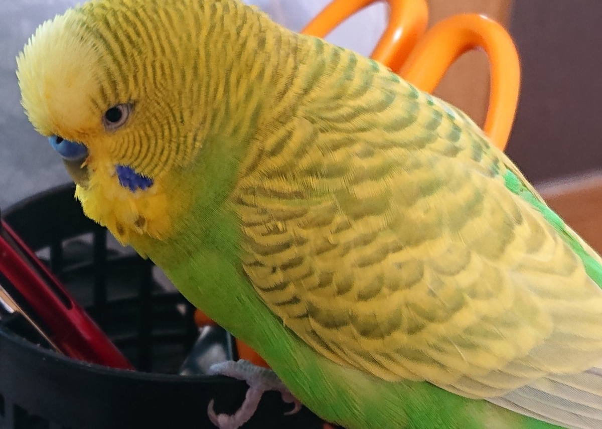 f:id:himenokuni77:20201002160305j:plain f:id:himenokuni77:20201002160305j:plain