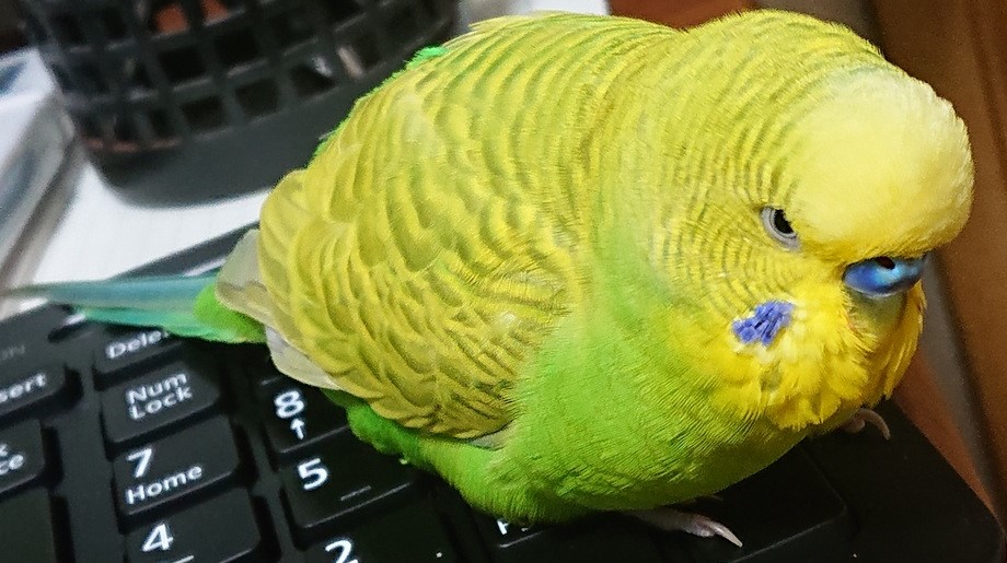f:id:himenokuni77:20201119163744j:plain