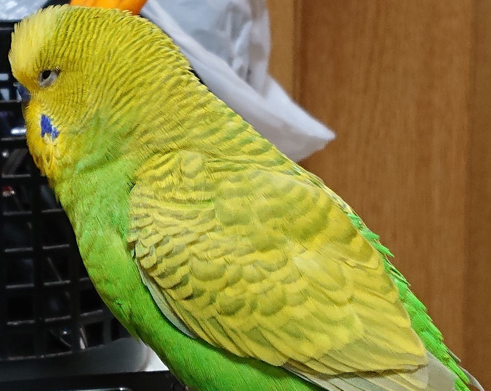 f:id:himenokuni77:20201225163346j:plain