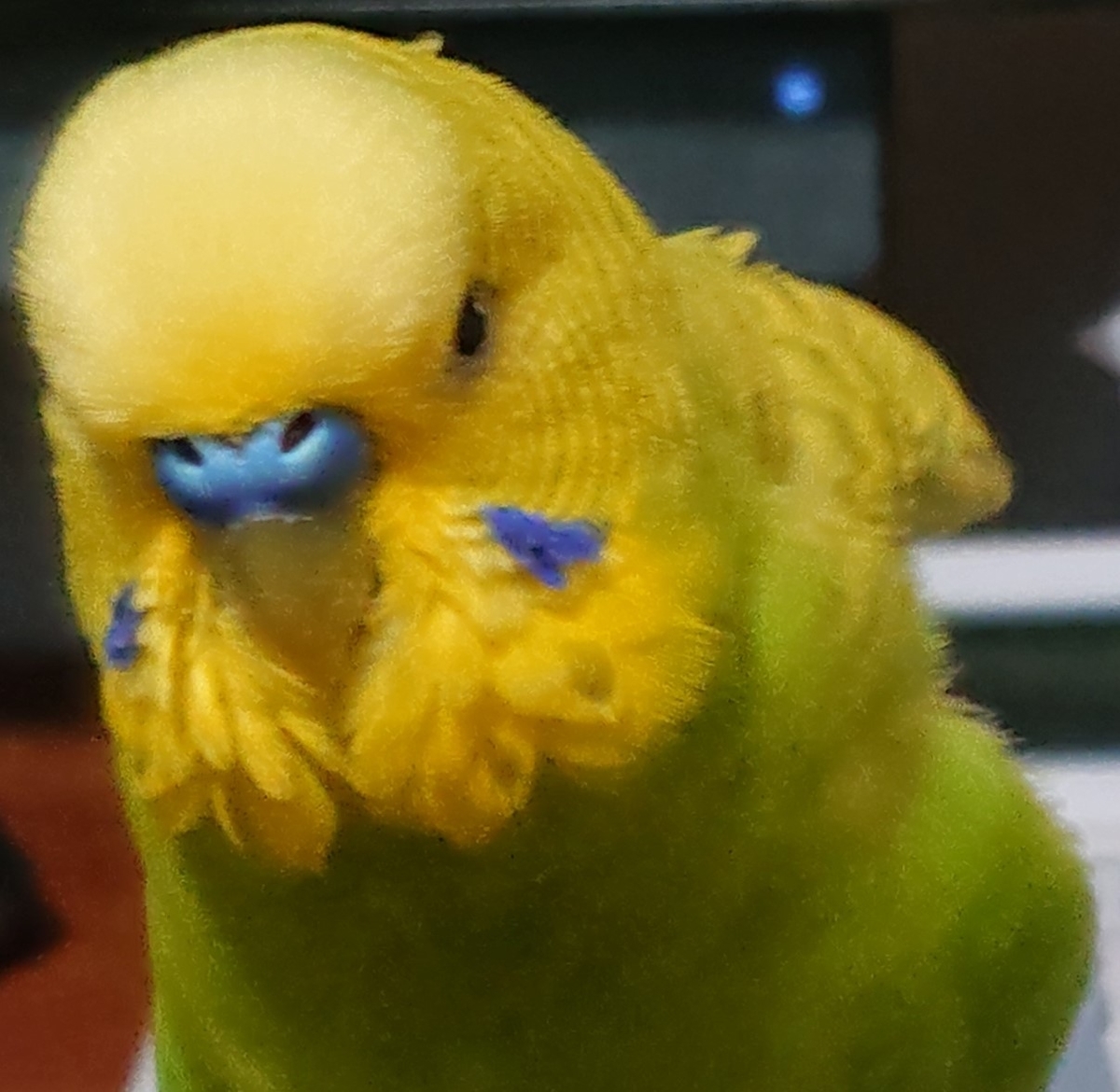 f:id:himenokuni77:20210113153501j:plain