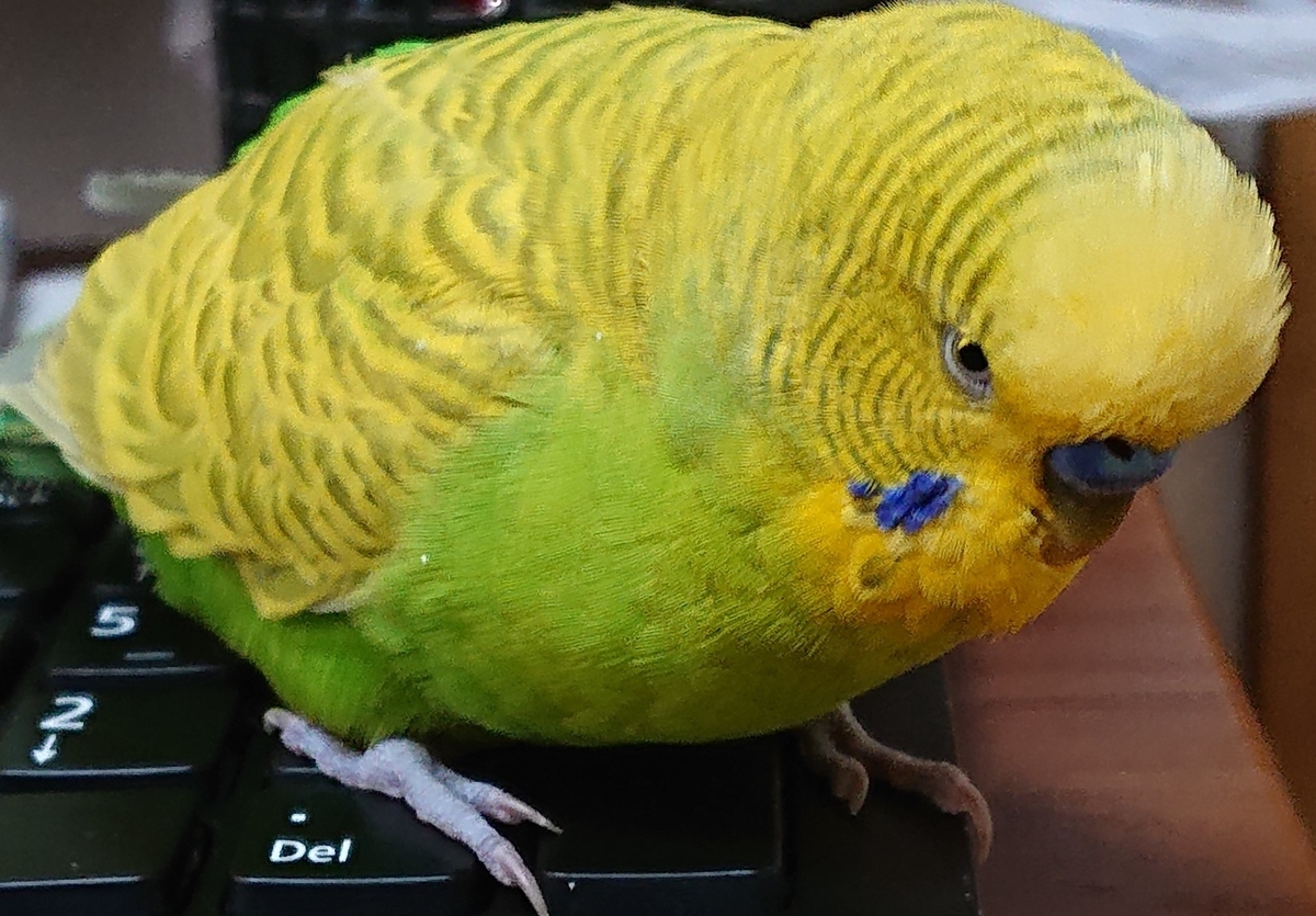 f:id:himenokuni77:20210212183318j:plain