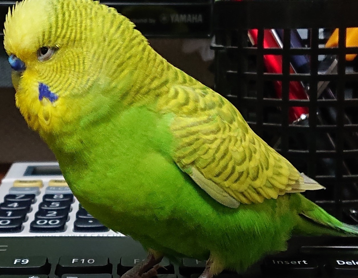 f:id:himenokuni77:20210413163751j:plain