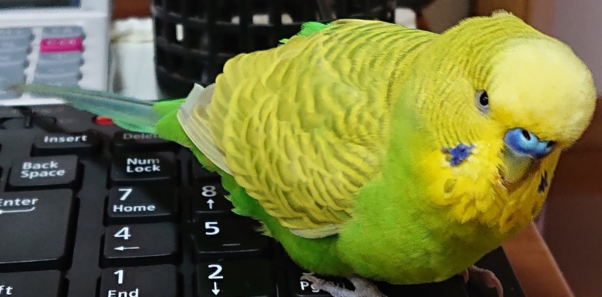 f:id:himenokuni77:20210514115137j:plain