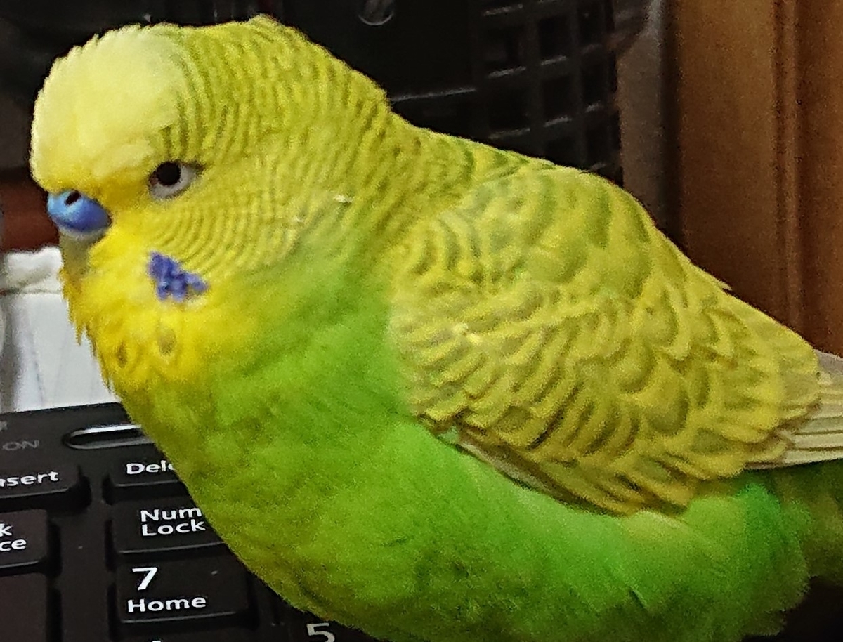 f:id:himenokuni77:20220405163539j:plain