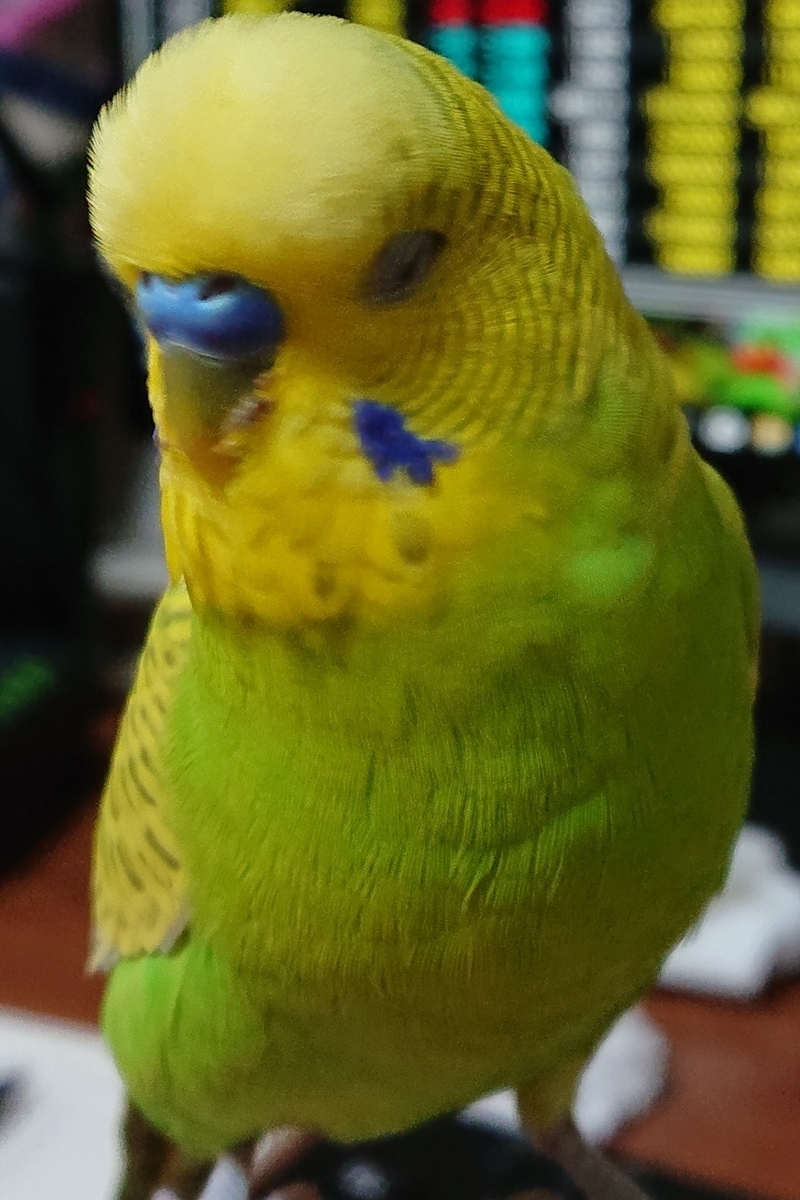 f:id:himenokuni77:20220414161536j:plain