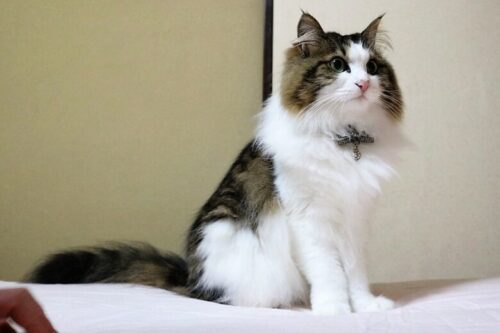 【野良猫】ではなく【ノネコ】。ノネコを取り巻く残酷な環境と再び人の手で飼われるために。 - 猫と暮らせば