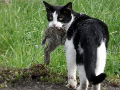 【野良猫】ではなく【ノネコ】。ノネコを取り巻く残酷な環境と再び人の手で飼われるために。 - 猫と暮らせば