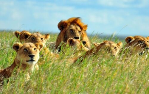【ハーレムのライオン】ライオンのオスの人生は想像以上に壮絶だった - 猫と暮らせば