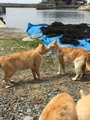 [猫島][青島][ねこだらけ]海の村2