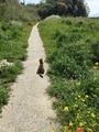 [猫島][青島][ねこだらけ]道