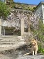 [猫島][青島][ねこだらけ]廃校