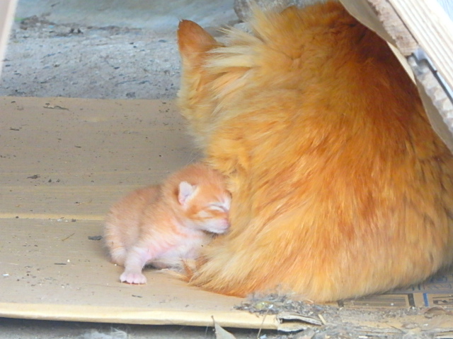 猫　産まれたばかり