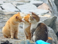 [猫島][青島][ねこだらけ][かわいい]猫島　海