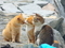 猫島　海