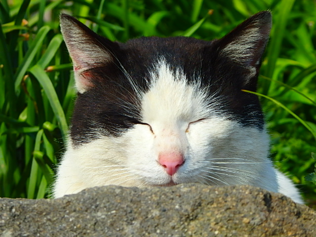 猫島　ネコ　